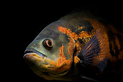 Astronotus Ocellatus My Oscar is actually an Orange Oscar