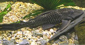 Plecostomus (genus Pterygoplichthys) Plecostomus (genus Pterygoplichthys)
