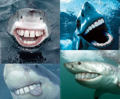 cheese! cheese!